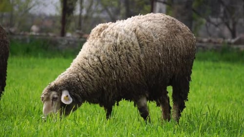 Sheep Feeding On The Green Grass