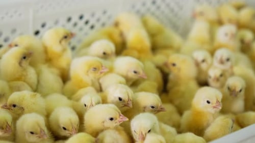 Lovely little yellow chicks bunching in the box. Close up. Cute small birds at poultry factory.