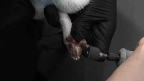 Polishing the Dog's Claws