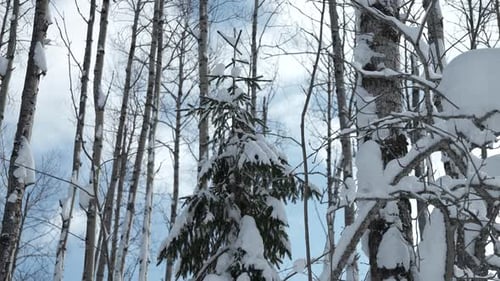 Snow on Branches in Winter Wild Forest Clip Landscape of Frozen Nature on a Sunny Day