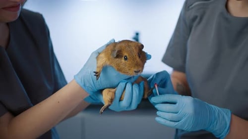 Veterinarians Treating the Cut with Cotton Swab Made During Clipping Pig Claws