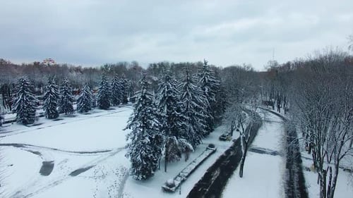 Winter in the urban park with trees and fir-trees. Drone rising over the square