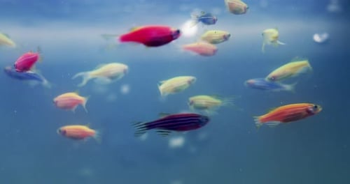 4K-Videomaterial eines Fischschwarms, der in einem Aquarium schwimmt