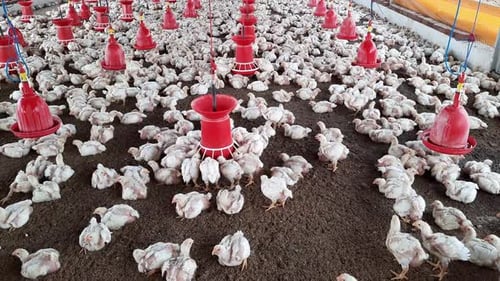 Poultry farm. Chickens for fattening on a modern poultry farm. Lots of chickens in the hangar. Feed