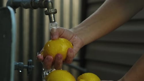 Female Hands Washing Ripe Lemons in Sink