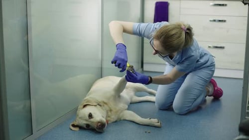 While the Dog is Resting at the Appointment the Doctor Trims Its Nails