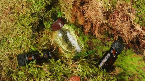 Frasco de cosméticos, creme, soro sobre fundo de floresta de musgo, folhas verdes, maquiagem feminina, saudável e natural