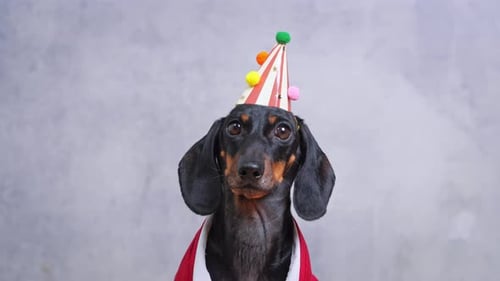 Adorable dachshund celebrates birthday with colorful party hat