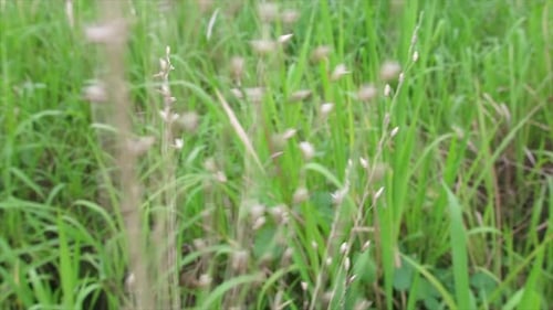 a close up of dry grass among the green grass that blows in the wind