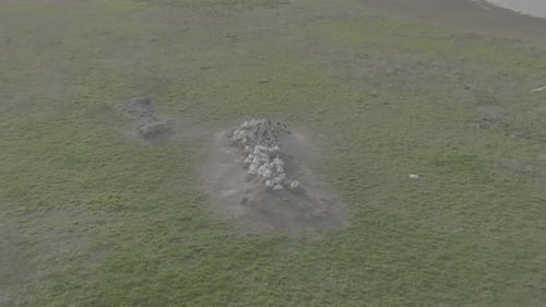 Nesting Colony of Curlew Pelicans Wild Birds Incubating Eggs on Nests An Aerial View of the Pelican