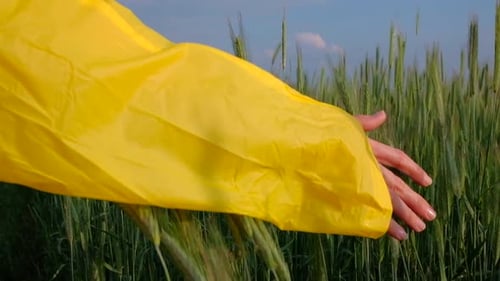 Female Hand in Yellow Raincoat Touching a Green Wheat