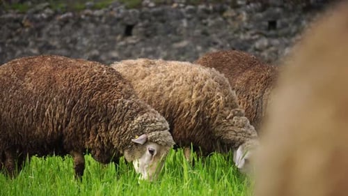 Sheeps Feeding On The Green Grass