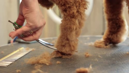 Close-up of female groomer cutting paw of purebred curly dog poodle by scissors for animals at table