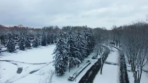 Winter in the urban park with trees and fir-trees.