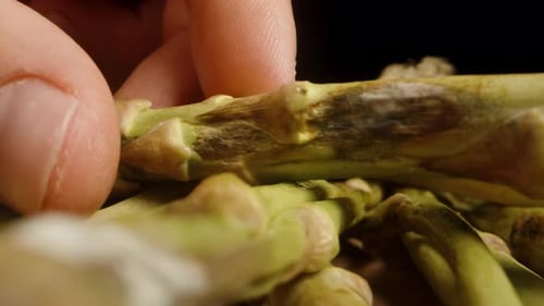 The asparagus spears are covered in mold and decaying. I am closely examining them in my hand, using