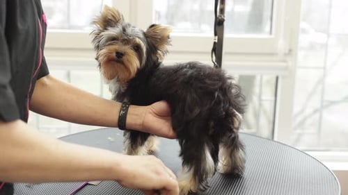 Groomer trims Yorkshire terrier's paws in a salon