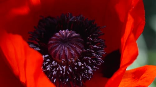 Primer plano de una flor de amapola