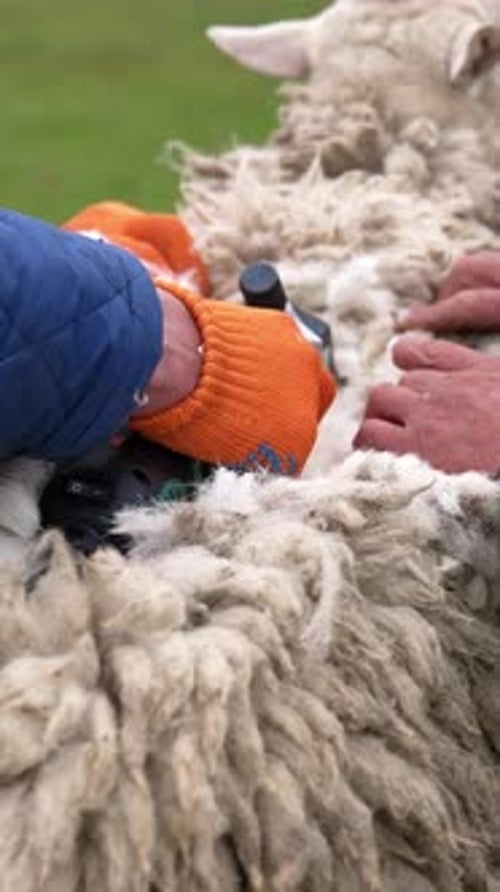 Process of shearing sheep.