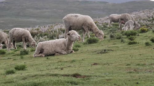 Sheep chews cud on green pasture slope while woolly herd grazes behind