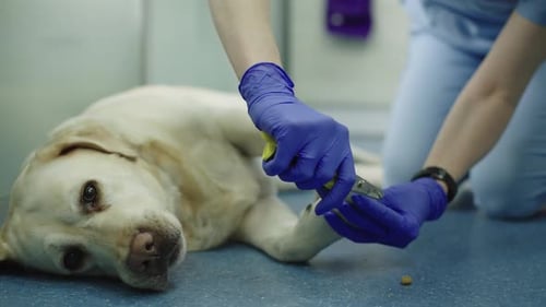 Dog Nail Trimming By a Professional Veterinary Services for Animals Pet Care