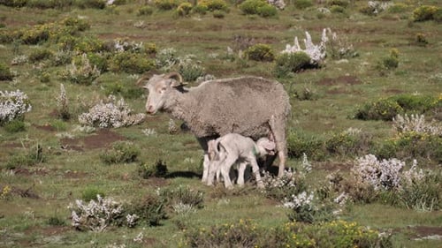 Happy baby sheep wags cute long tail as he drinks milk in wild meadow