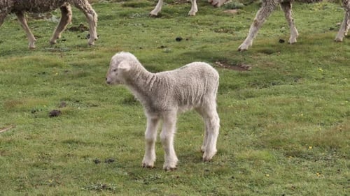 Adorable baby lamb joins sheep herd walking across green pasture