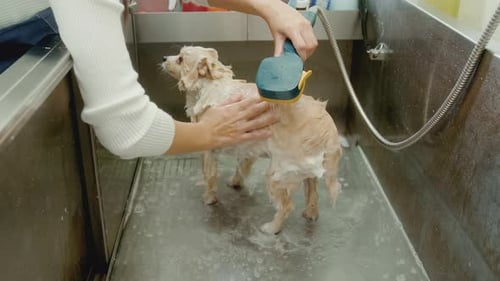 Female professional groomer bathing dog