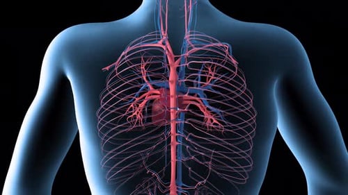 Pulsierendes Herz im Röntgenbild rotierender Mann