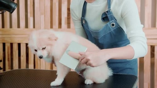 Female professional groomer combing dog fur