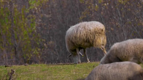 Sheep in the Pasture - 2K