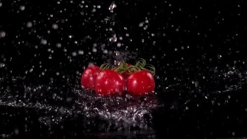 Juicy Tomatoes Dropping into Water