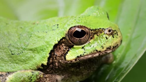 Primer plano de una rana arborícola gris
