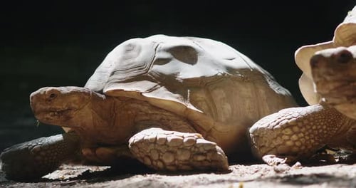 Slow motion of Seychelles Giant Tortoises in park kept in their natural habitat.