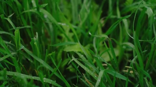 Green grass in morning dew, dew drops on green grass. Earth and ecology celebration, environmental c