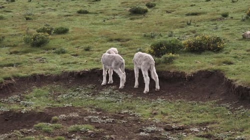 Skinny white lambs with long tails play together in wild green pasture