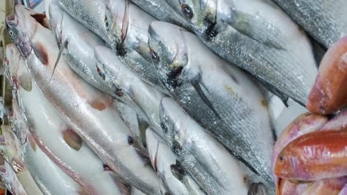 Closeup of Stall Filled with Fishes