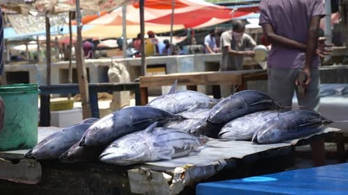 Lots of huge fish pilled up and ready for sale at the local outdoor fish market in Negombo, Sri Lank