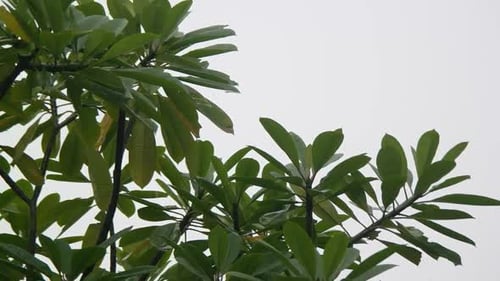 the leaves on the tree hit by the rain and blowing in the strong wind.