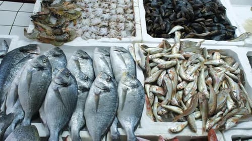 Top View of Great Quantity of Seafood at Market