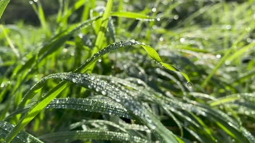 Truck shot. Green, fresh grass covered with raindrops glittering in the morning sun.