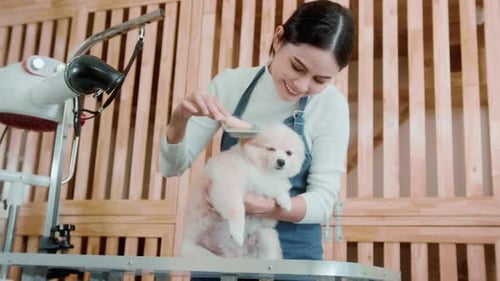 Female professional groomer combing dog fur