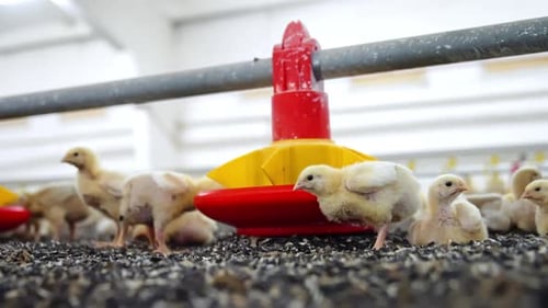 Cute white chicks stand around the feeder at poultry plant. Curious little birds look at camera