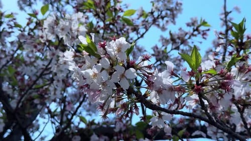 Cherry blossom tree blooming in springtime in Tokyo under clear blue skies
