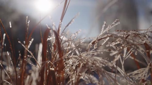 Frozen Grass