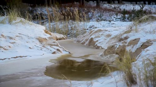 Reeds on frozen rivers bank in wind