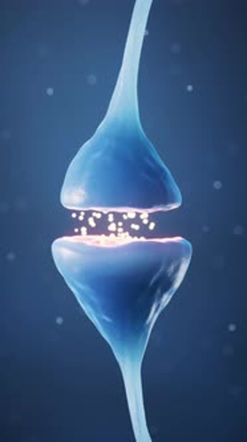 Synapse of neuron cell