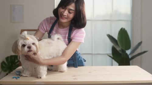 Groomer trimming haircut and combing dog fur at pet spa