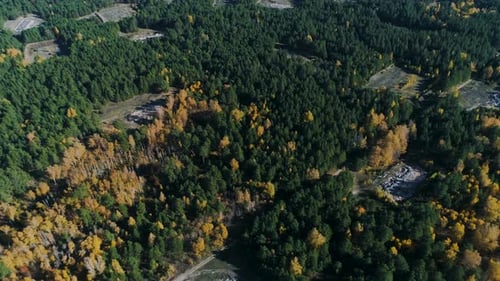 Aerial View Autumn Pine and Birch Forest with Ashes Sites
