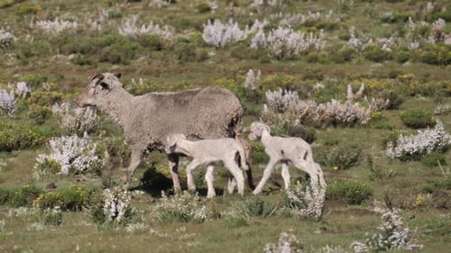 Two baby white lambs follow mom sheep through wild flowers in meadow