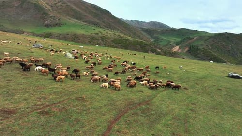 Flock of sheep on the pasture